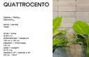 QUATTROCENTO M2 (25 Piezas = 1m2)